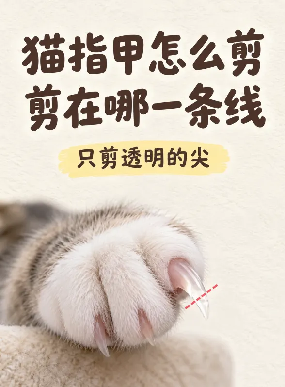 第一次给猫剪指甲，全过程