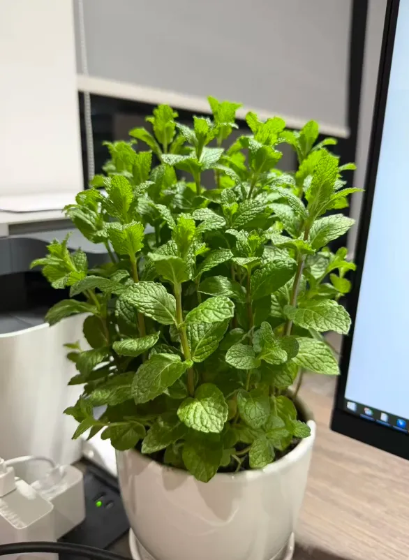 养了半年的薄荷，终于爆盆了