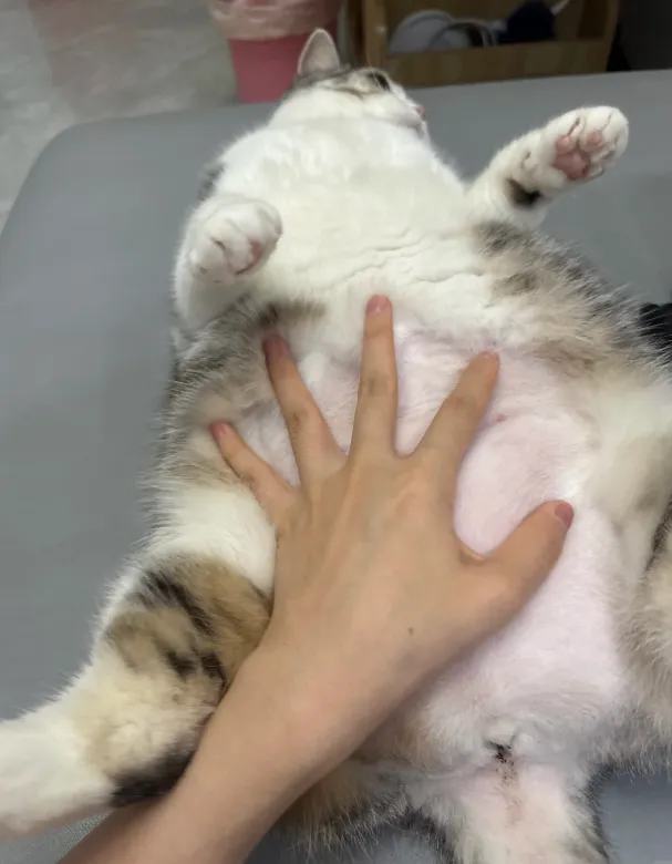 卡卡和两只猫 的视频封面