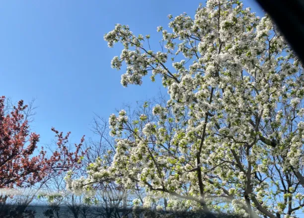 午后摸鱼 配图